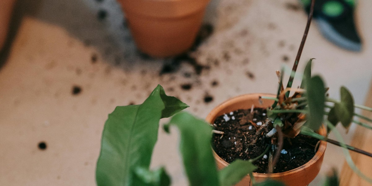 Statistisches Bundesamt: Deutlicher Rückgang des Torfeinsatzes in Blumenerden und Kultursubstraten 2024 Statistisches Bundesamt: Deutlicher Rückgang des Torfeinsatzes in Blumenerden und Kultursubstraten 2024